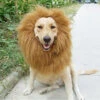 6MILES Adjustable Lion Mane For Dog Lion Wig For Dog Costume With Open Ears (Brown) For Halloween Christmas 2 6MILES Adjustable Lion Mane For Dog Lion Wig For Dog Costume With Open Ears (Brown) For Halloween Christmas -Funko Favour 6 1363