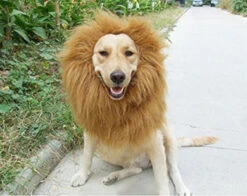 6MILES Adjustable Lion Mane For Dog Lion Wig For Dog Costume With Open Ears (Brown) For Halloween Christmas